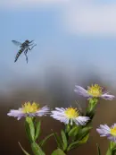 Märzfliege IMG_2483
