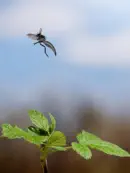 Märzfliege IMG_2478