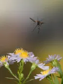 Märzfliege IMG_2338