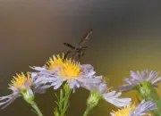 Märzfliege IMG_2339