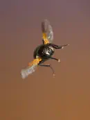 Rinderfliege 2013_IMG_6593
