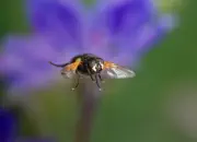 Rinderfliege 2013_IMG_6590