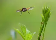 Rinderfliege 2013_IMG_6583