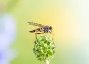 Schnepfenfliege 2022-012