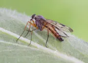 Schnepfenfliege 2018-IMG_5294