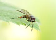 Schnepfenfliege 2022-027