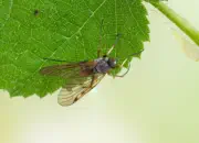 Schnepfenfliege 2022-021-03.06.2022