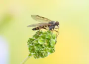 Schnepfenfliege 2022-018