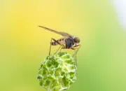 Schnepfenfliege 2022-013