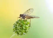 Schnepfenfliege 2022-015