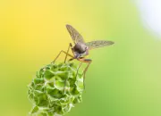 Schnepfenfliege 2022-014