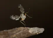 Schnepfenfliege IMG_7315