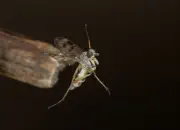Schnepfenfliege IMG_7312