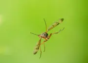 Schnepfenfliege 2018-IMG_6416