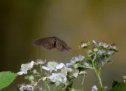 Brauner Waldvogel 09