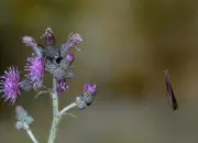 Brauner Waldvogel 07