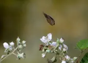 Brauner Waldvogel 06