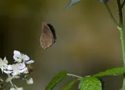 Brauner Waldvogel 01