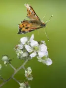 Distelfalter 2009-IMG_4866