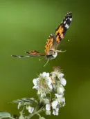 Distelfalter 2009-IMG_4804