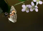 Distelfalter IMG_10830