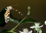Distelfalter IMG_10825