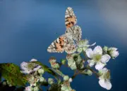 Distelfalter 2009-IMG_5152
