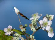 Distelfalter 2009-IMG_5078