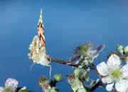Distelfalter 2009-IMG_5076b