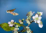 Distelfalter 2009-IMG_5070