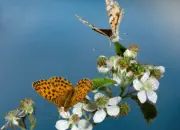 Distelfalter 2009-IMG_4998