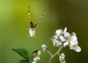 Distelfalter 2009-IMG_4862