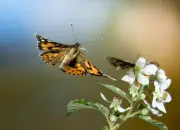 Distelfalter 2009-IMG_4795
