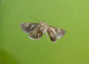 Gammaeule IMG_8503