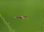 Gammaeule IMG_8542_1