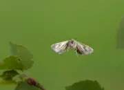 Gammaeule IMG_8462
