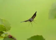 Gammaeule IMG_8441