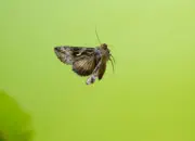 Gammaeule IMG_8439