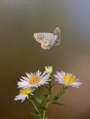 Hauhechelblaeuling  IMG_2307
