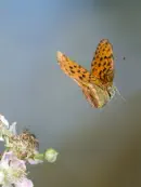 Kaisermantel  IMG_10525