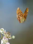 Kaisermantel  IMG_10542