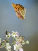Kaisermantel  IMG_10560