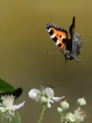 Kleiner Fuchs IMG_10818