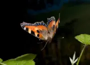 Kleiner Fuchs - 001