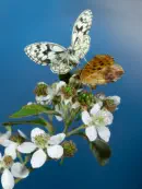 Schachbrettfalter IMG_4978