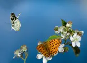 Schachbrettfalter IMG_5011