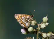 Scheckenfalter IMG_0653