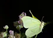 Zitronenfalter IMG_10972