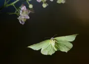 Zitronenfalter IMG_10962