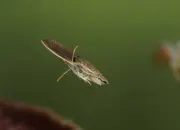 Brauner Waldvogel IMG_5360